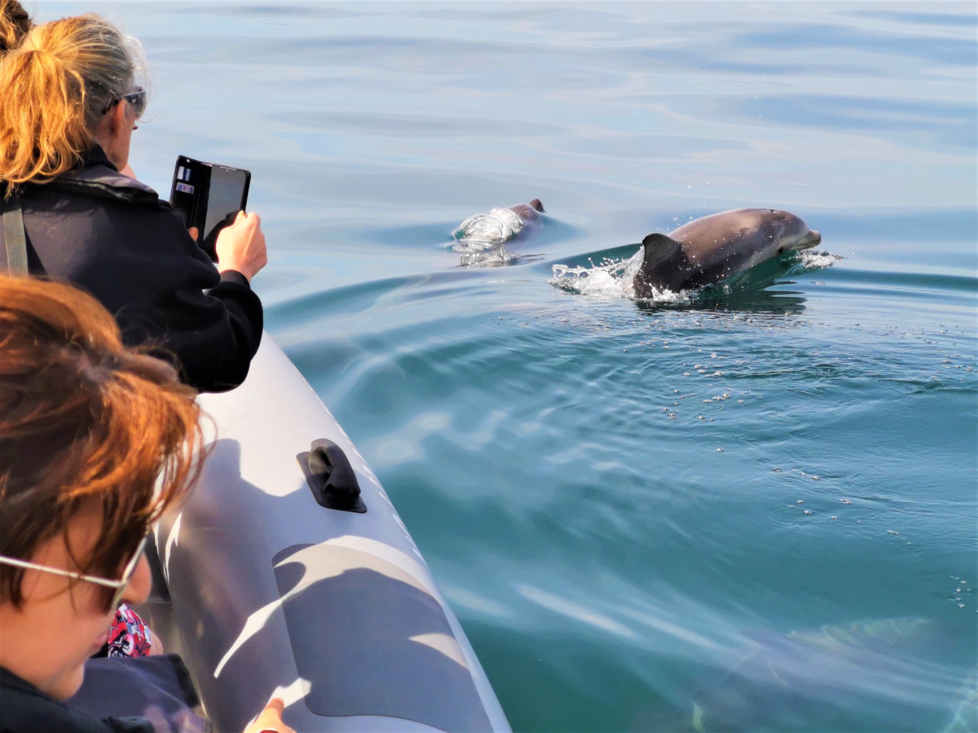 Benagil Caves And Dolphins Boat Tour From Albufeira